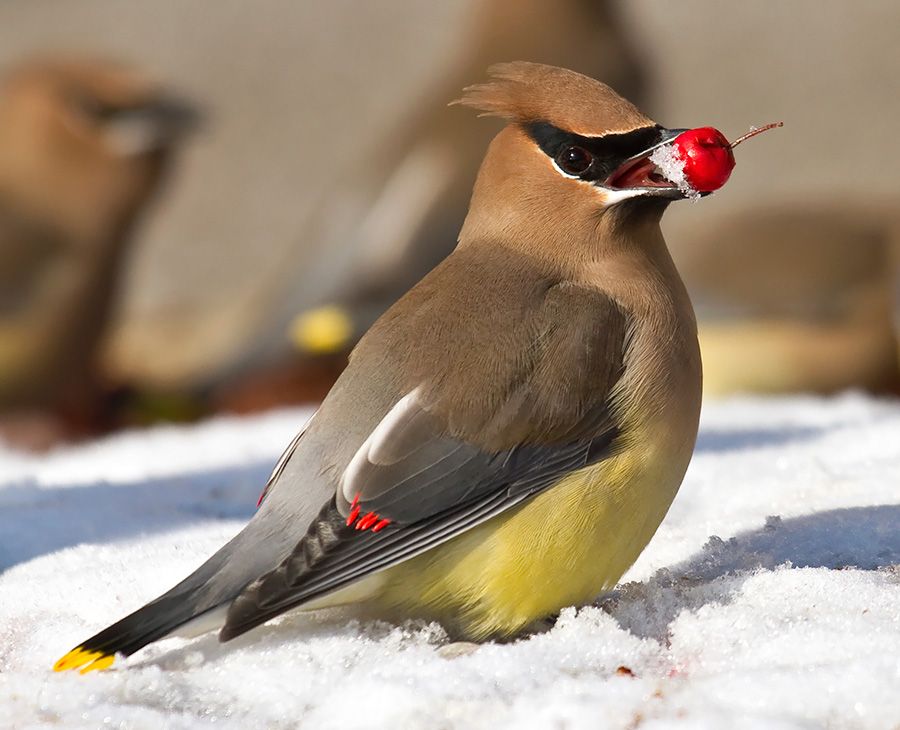 winter-bird-feeding-tips