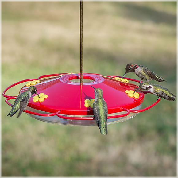 How do Hummingbirds Find Feeders