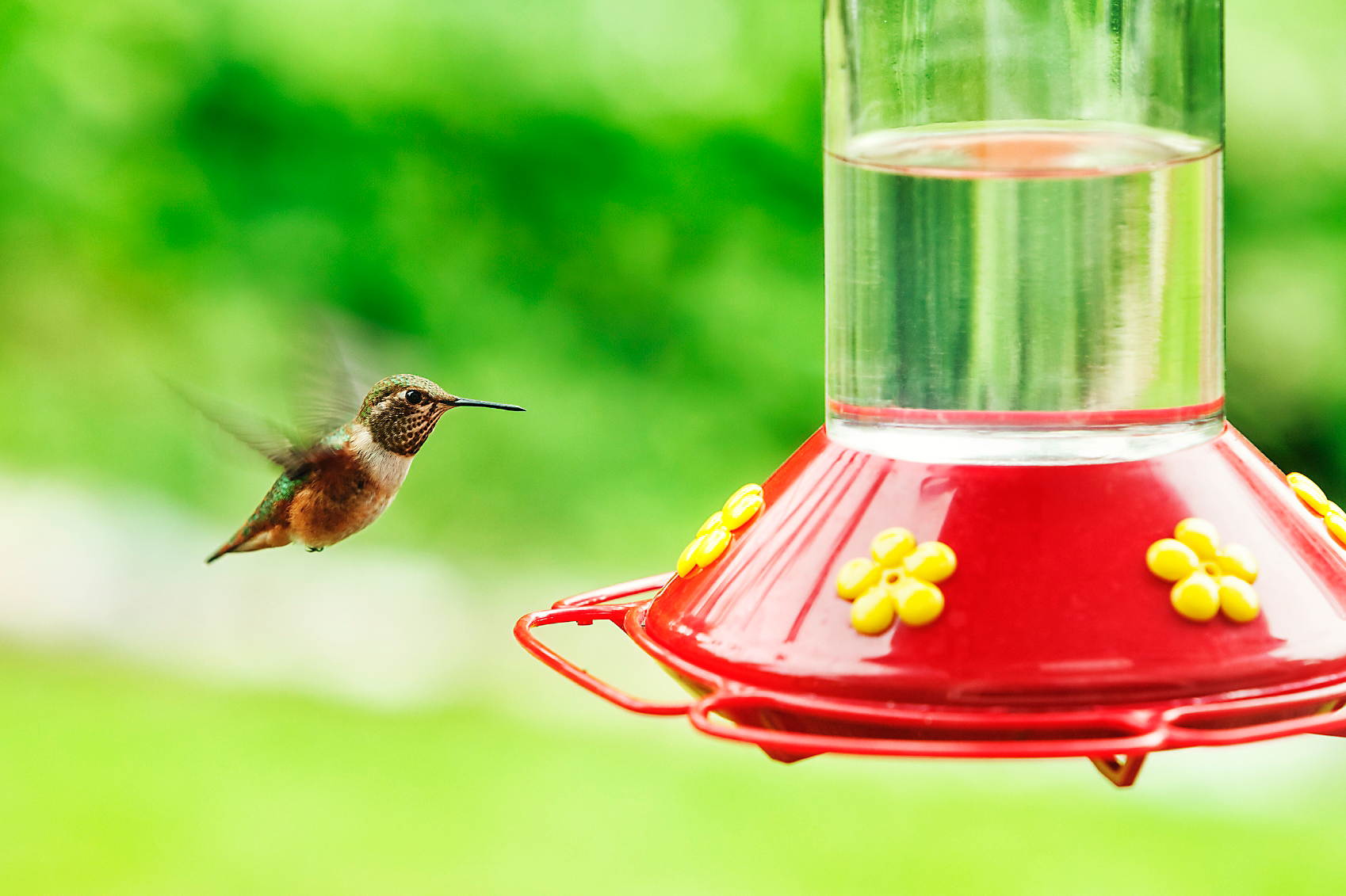 Having trouble with attracting hummingbirds? Change your nectar more often — it could be spoiling.