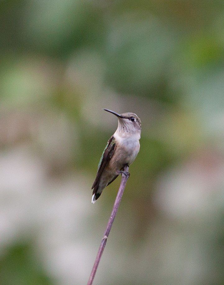 ruby-throated hummingbird on branch