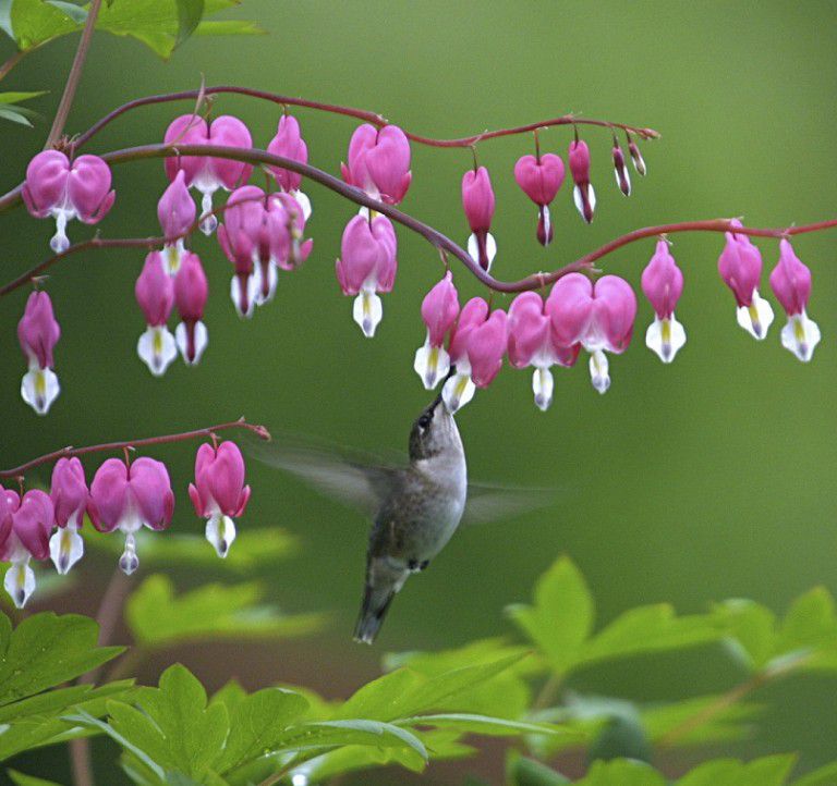 ruby-throated hummingbird at flowers