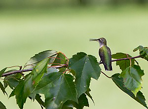 Hummingbirds will often wait in a nearby tree for space at a hummingbird feeder.