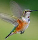 proteger os colibris