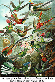 A painting of hummingbirds surrounding trumpet type flowers