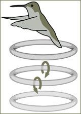wzór ruchu skrzydeł kolibra