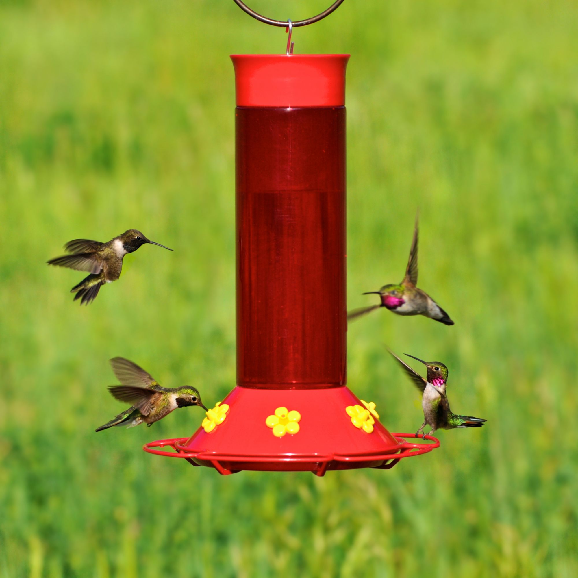 Replacement Hummingbird Feeder Flowers With Bee Guards Perkypet Com
