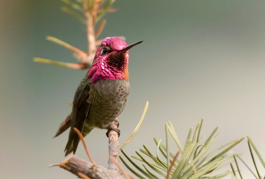 Perky-Pet® Concentré de nectar de colibri