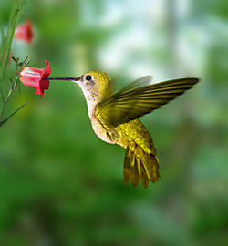 Perky-Pet® Hummingbird Nectar Concentrate
