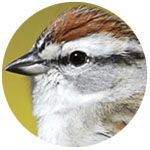 Chipping Sparrow se bouchent